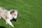 Border Collie (teef) 48699