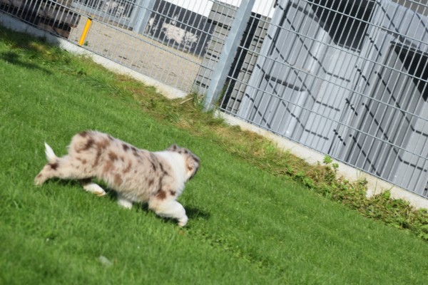 Border Collie (teef) 48699
