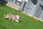 Border Collie (teef) 48699