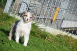 Border Collie (teef) 48699