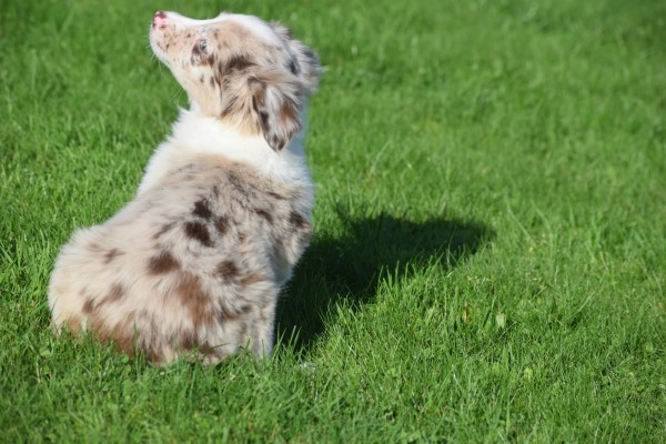 Border Collie (teef) 48699