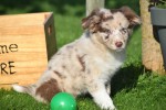 Border Collie (teef) 67493