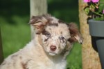 Border Collie (teef) 67493