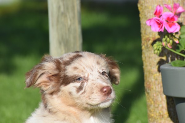 Border Collie (teef) 67493