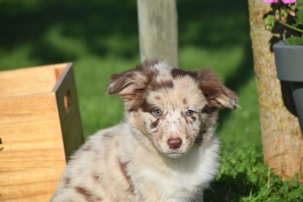 Border Collie (teef) 67493