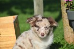 Border Collie (teef) 67493