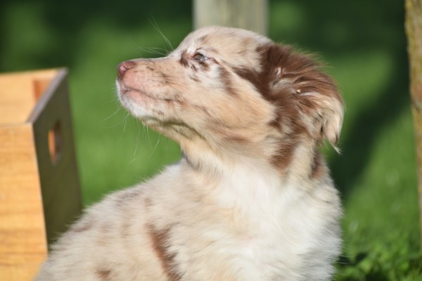 Border Collie (teef) 67493