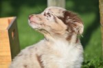 Border Collie (teef) 67493