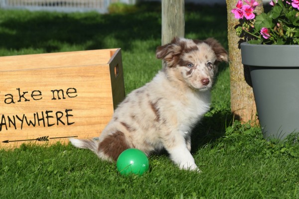 Border Collie (teef) 67493