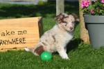 Border Collie (teef) 67493