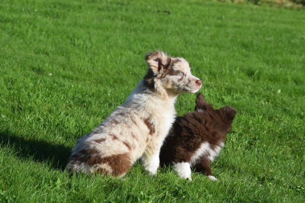 Border Collie (teef) 67493