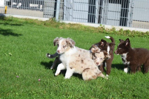 Border Collie (teef) 67493