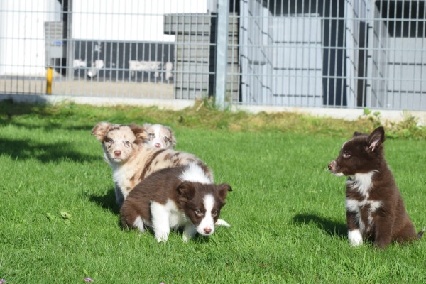 Border Collie (teef) 67493
