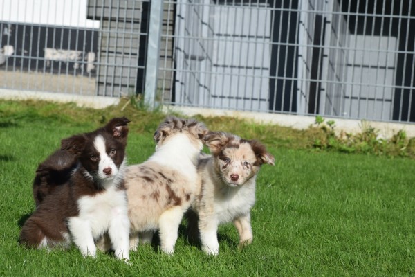 Border Collie (teef) 67493