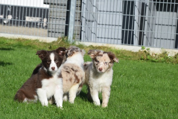 Border Collie (teef) 67493
