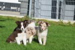 Border Collie (teef) 67493