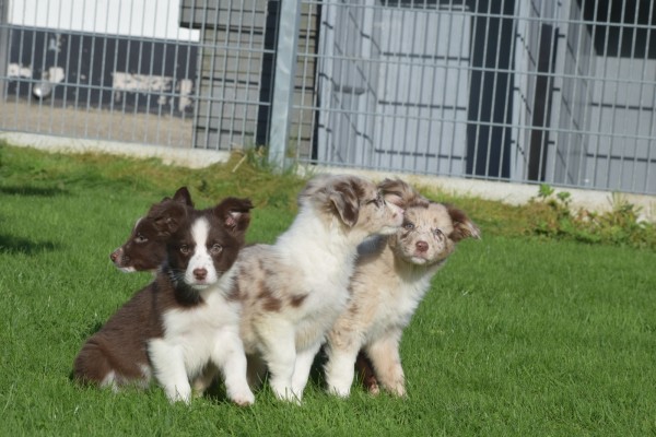Border Collie (reu) 68538