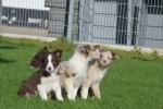 Border Collie (reu) 68538