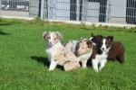 Border Collie (teef) 48699