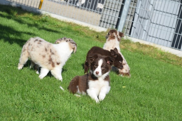 Border Collie (teef) 48699