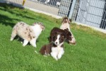 Border Collie (teef) 48699
