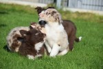 Border Collie (reu) 67830