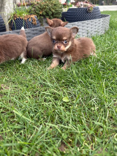Chihuahua nestje 