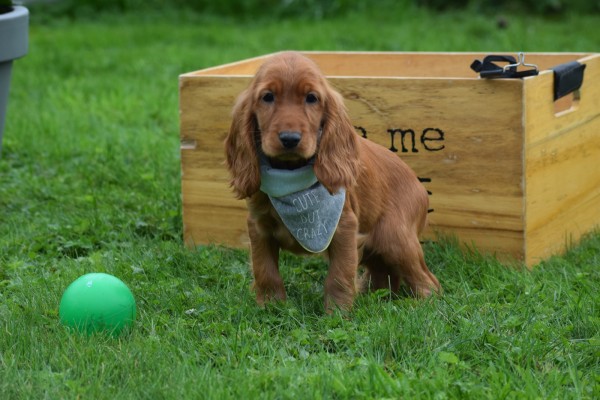 Engelse cocker spaniel (reu) 67963