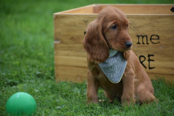 Engelse cocker spaniel (reu) 67963