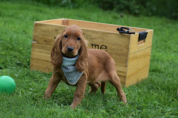 Engelse cocker spaniel (reu) 67963