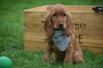 Engelse cocker spaniel (reu) 67963