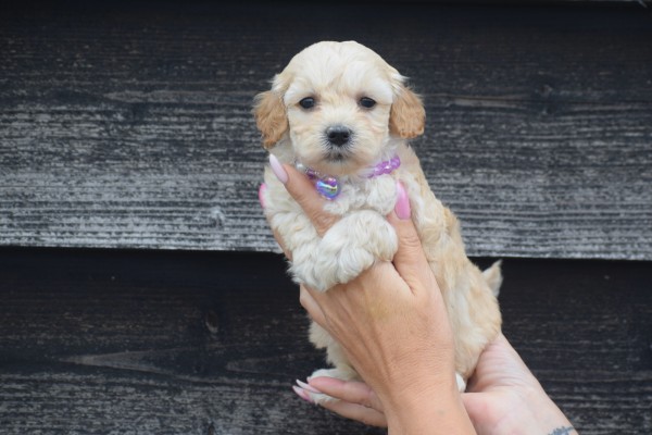 Maltipoo (teef) 89237