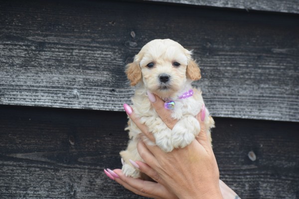 Maltipoo (teef) 89237