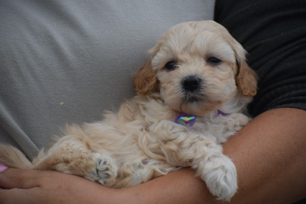 Maltipoo (teef) 89237