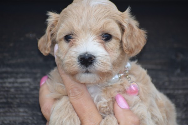 Maltipoo (teef) 84555