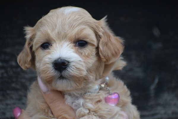 Maltipoo (teef) 84555