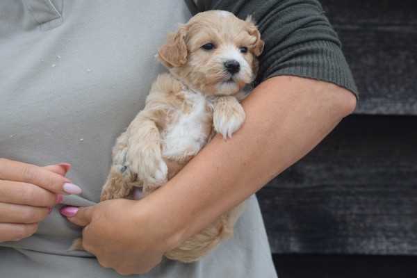 Maltipoo (teef) 84555
