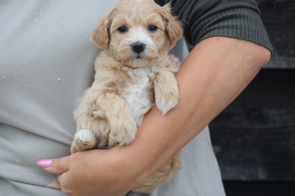 Maltipoo (teef) 84555