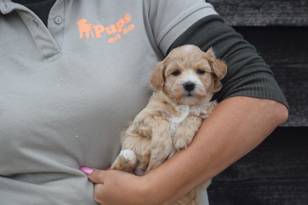 Maltipoo (teef) 84555