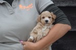 Maltipoo (teef) 84555