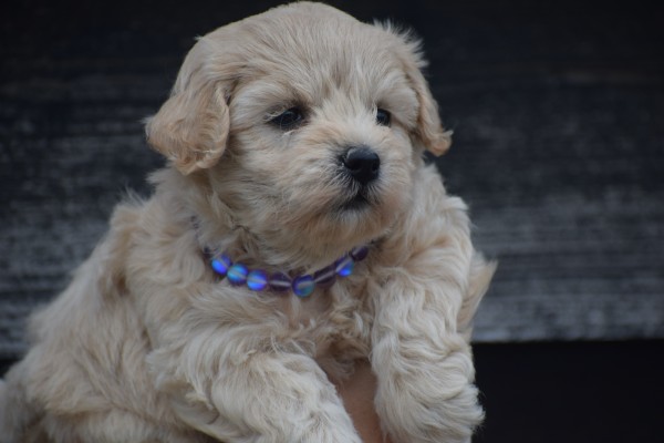 Maltipoo (teef) 84642