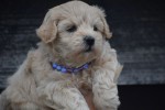 Maltipoo (teef) 84642