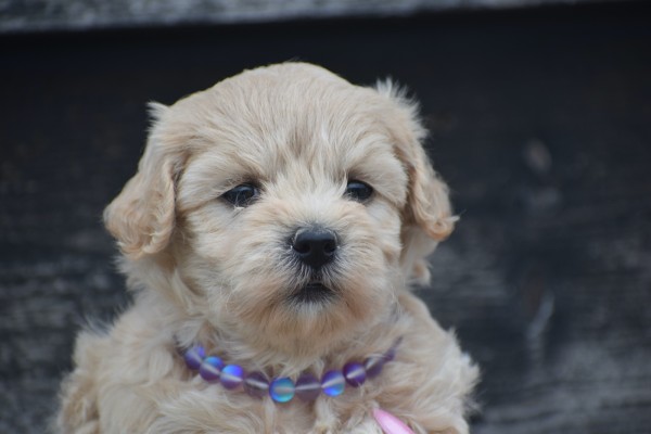 Maltipoo (teef) 84642