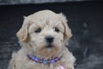 Maltipoo (teef) 84642