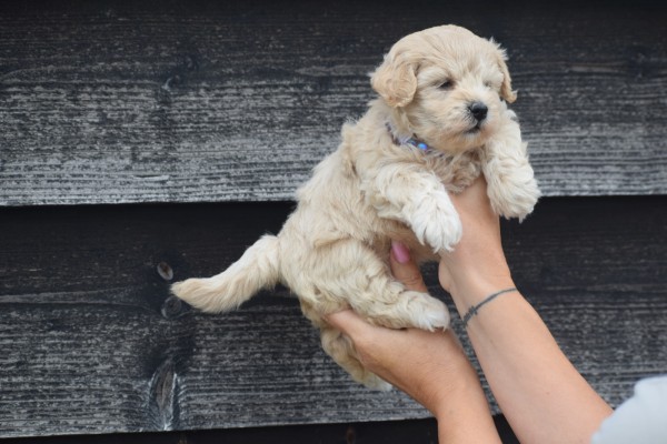 Maltipoo (teef) 84642