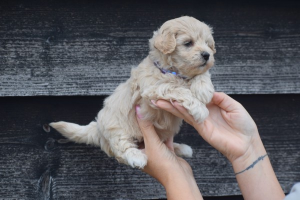 Maltipoo (teef) 84642