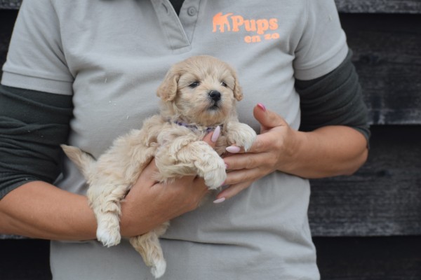 Maltipoo (teef) 84642