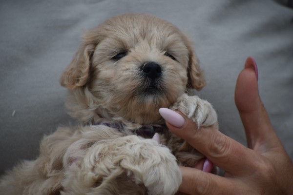 Maltipoo (teef) 84642