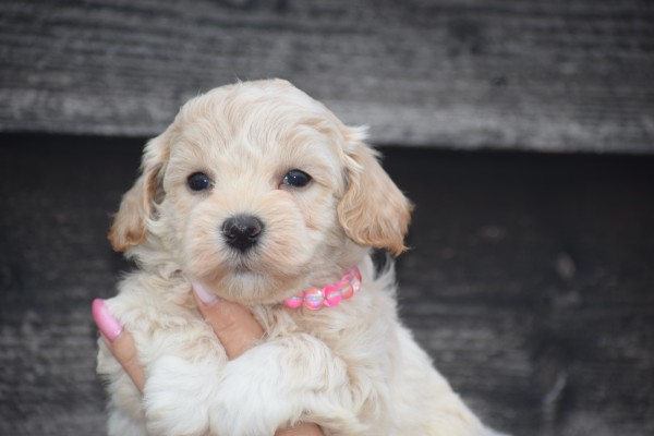 Maltipoo (reu) 85149