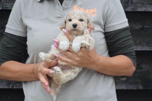 Maltipoo (reu) 85149